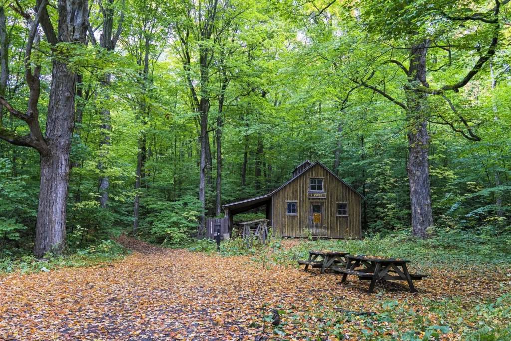 A cozy house nestled among trees, surrounded by colorful fall leaves on the ground.