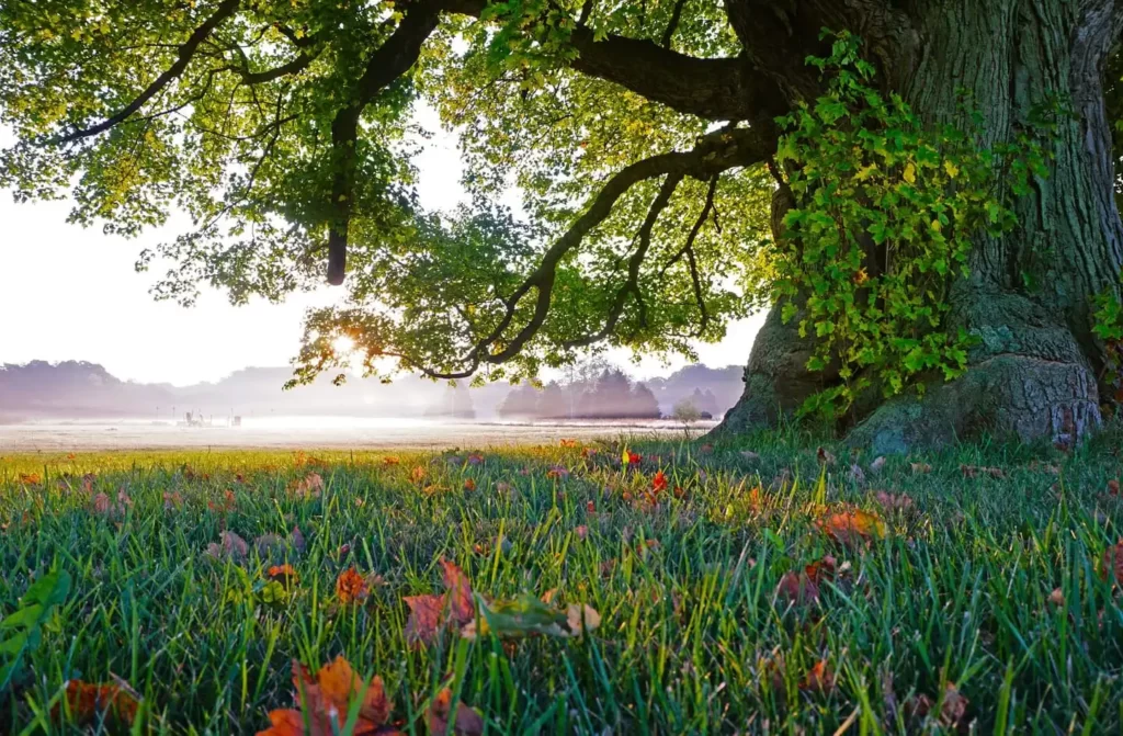 Grass growing in the fall