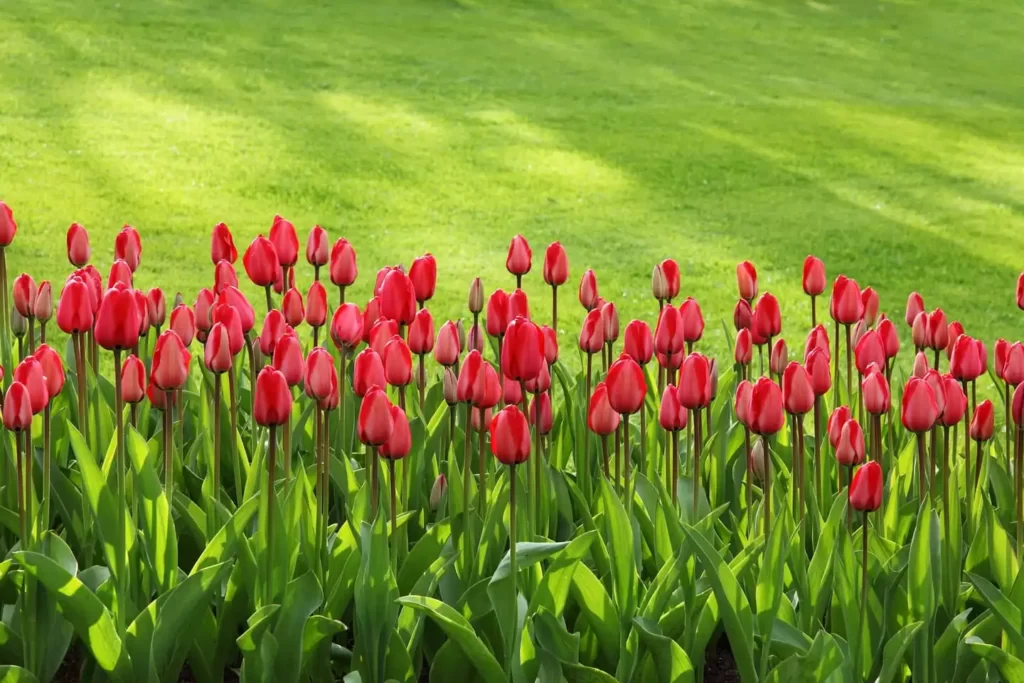 Green grass growing in the spring